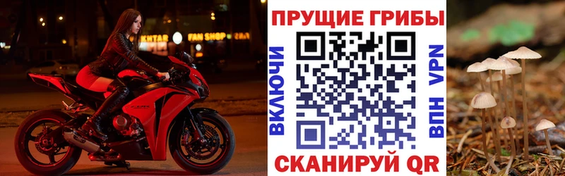 Псилоцибиновые грибы Psilocybe  Кыштым 