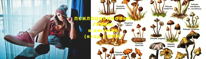 Галлюциногенные грибы Psilocybe  Кыштым 